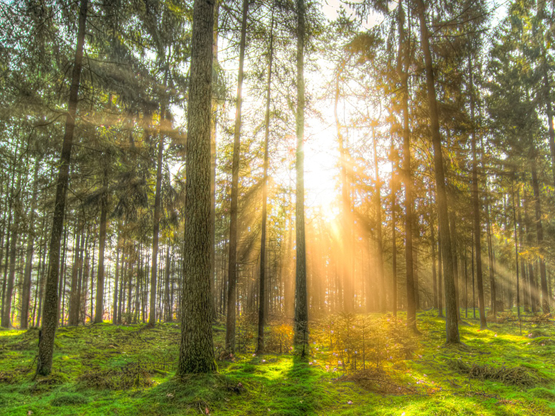 行政院農(nóng)業(yè)委員會(huì) 林業(yè)試驗(yàn)所